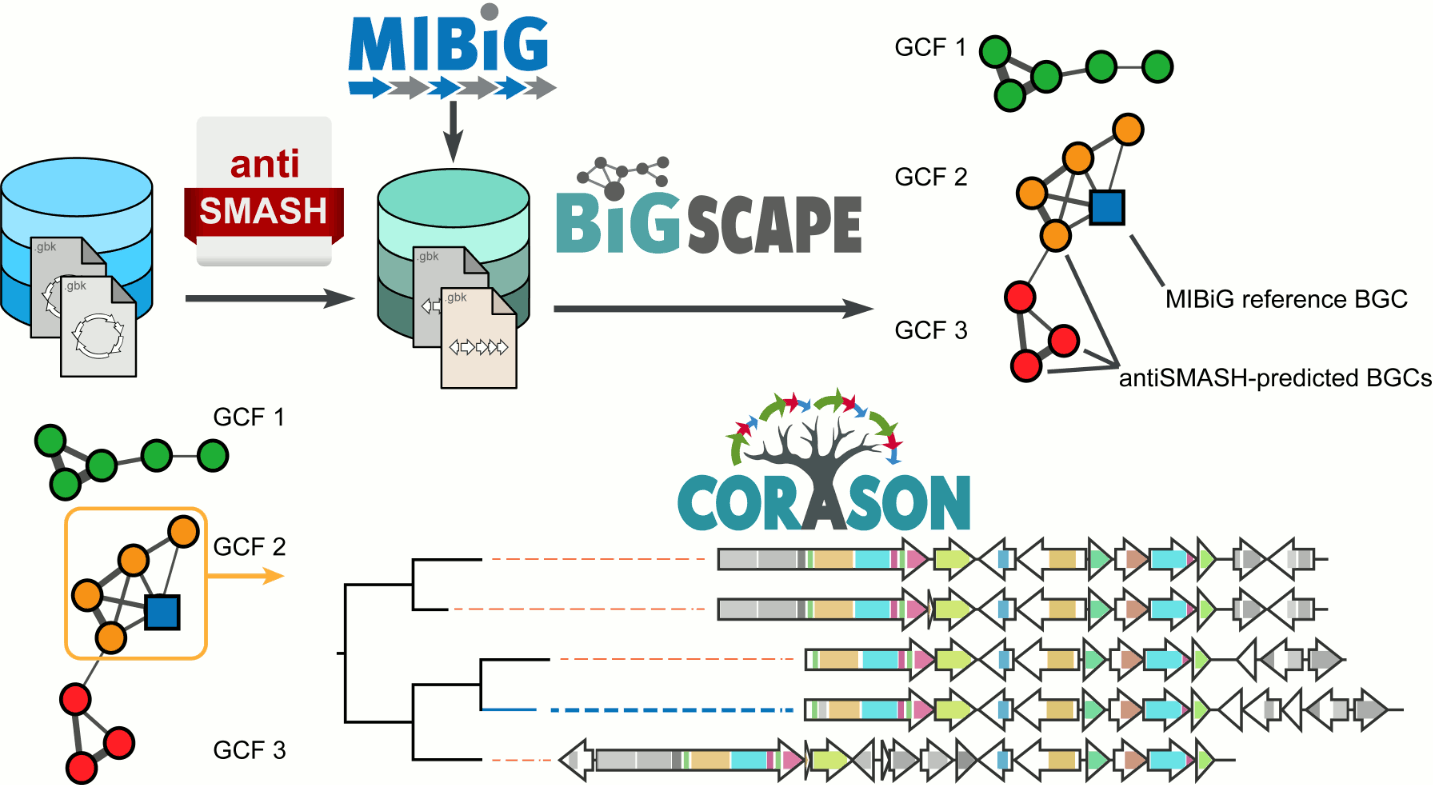 BiG-SCAPE/CORASON workflow